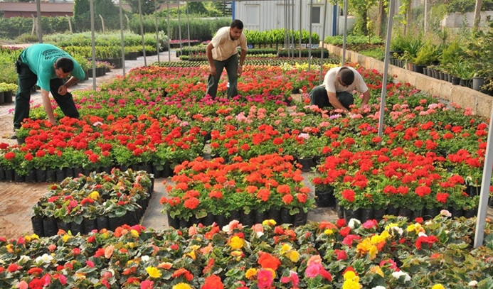 Dünyada En Çok Çiçek Üretimi Yapılan Ülkeler